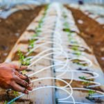 Plan Maestro de Rescate Agropecuario