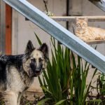 Diputados aprueban Ley de Bienestar Animal