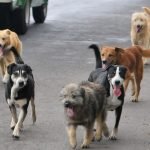 Funcionarios de Gobierno presentan iniciativa para castigar con cárcel a quienes maltraten animales