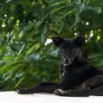 Diputados aprueban reformas al Código Penal para castigar con cárcel el maltrato animal